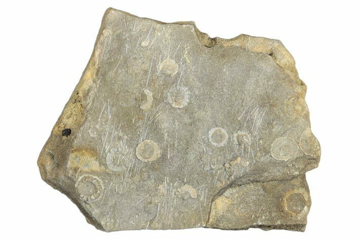 Cretaceous Fossil Urchin (Trochotiara) Plate - Morocco #283995